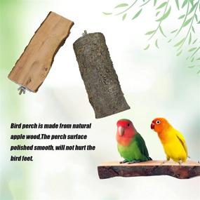img 2 attached to 🐦 Tfwadmx Parrot Perch for Cage: 2 Pack Bird Stand Platform for Parakeet, Cockatiel, Lovebird, Finches, Conure, Budgie - Natural Wood Playground Accessories