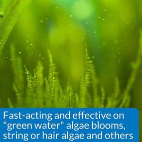 img 2 attached to 🌿 API ALGAEFIX Algae Control: 4-Ounce Bottle for Effective Algae Elimination