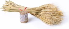 img 1 attached to 🌾 Premium Golden Dried Natural Wheat Sheaves with Burlap Ribbon - Ideal for DIY Fall Arrangements, Craft Design & Decor (100 Pieces)