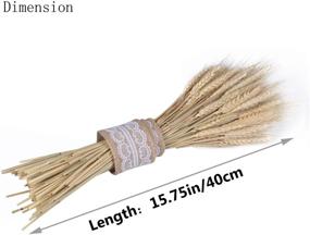 img 2 attached to 🌾 Premium Golden Dried Natural Wheat Sheaves with Burlap Ribbon - Ideal for DIY Fall Arrangements, Craft Design & Decor (100 Pieces)