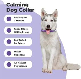 img 3 attached to 🐶 PetPlus Dog Calming Collar: The Ultimate Dog-Calming Aid for Your Canine Companion