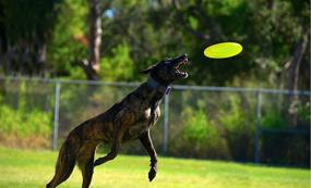 img 2 attached to 🌳 Explore Outdoor Fun with Cintz Frisbee Set - Set of 4 Flying Discs