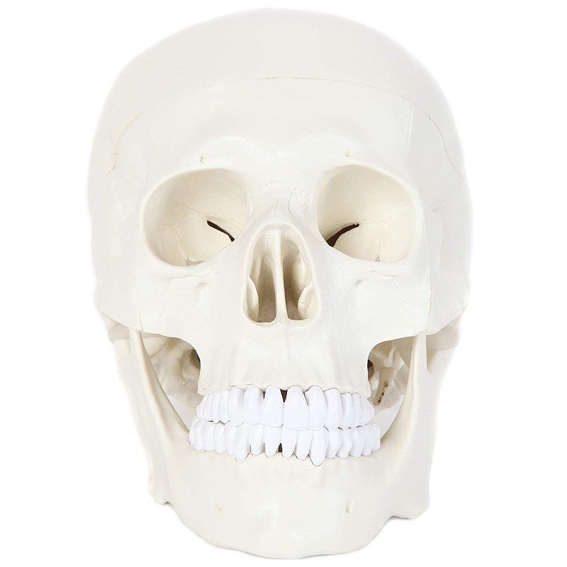 anatomy lab dissects removable landmarks 로고
