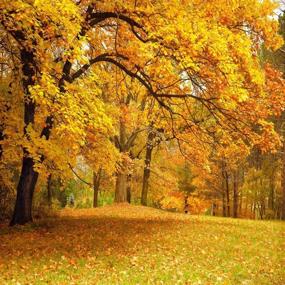 img 3 attached to 🍂 LYWYGG 10x10ft Fall Picture Backdrop: Vibrant Yellow Leaves & Trees, Autumn Scenery Vinyl Photography Backdrops, Studio Background Photo Props CP-63