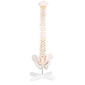 img 1 attached to 🧠 Discover the Incredible Benefits of RONTEN Spinal Vertebrae Nerves Arteries