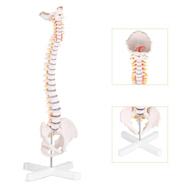 🧠 discover the incredible benefits of ronten spinal vertebrae nerves arteries logo