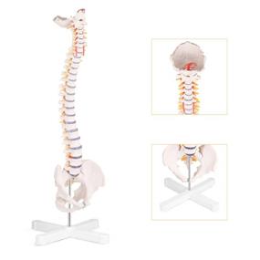 img 4 attached to 🧠 Discover the Incredible Benefits of RONTEN Spinal Vertebrae Nerves Arteries