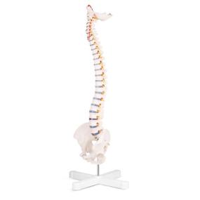 img 2 attached to 🧠 Discover the Incredible Benefits of RONTEN Spinal Vertebrae Nerves Arteries