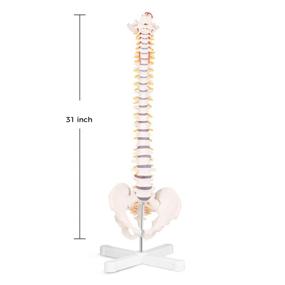 img 3 attached to 🧠 Discover the Incredible Benefits of RONTEN Spinal Vertebrae Nerves Arteries