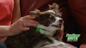 img 1 attached to 🐕 Davis FurEver Brite Green Glow Collar for Small to Medium Pets