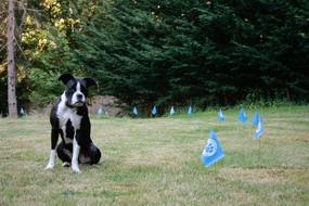 img 1 attached to 🚩 Educator FLAGS-50: Premium Boundary Flags for E-Fence Underground Dog Containment System – Set of 50