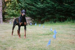 img 2 attached to 🚩 Educator FLAGS-50: Premium Boundary Flags for E-Fence Underground Dog Containment System – Set of 50