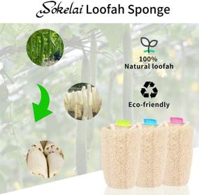 img 3 attached to 🛁 Organic Egyptian Loofah Sponge, 3-Pack - Natural Body Back Shower Puff Scrubber for Men and Women - Biodegradable Luffa Sponge for Exfoliating, Cleansing Skin - Ideal for Bathing, Spa, Massaging, and Daily Skin Care