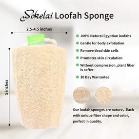 img 2 attached to 🛁 Organic Egyptian Loofah Sponge, 3-Pack - Natural Body Back Shower Puff Scrubber for Men and Women - Biodegradable Luffa Sponge for Exfoliating, Cleansing Skin - Ideal for Bathing, Spa, Massaging, and Daily Skin Care