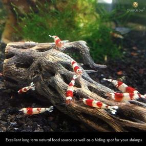 img 2 attached to 🪵 SunGrow Cholla Wood: 5 Inch Long Aquarium Decoration, Chew Toys for Small Pets & Artistic Home Decor - 6-Pcs Long Lasting Driftwood