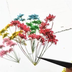 img 1 attached to 🌸 Natural Pressed Dried Flower Set - 6pcs for DIY Craft, Jewelry Making, Handmade Resin Ornament (Multi)