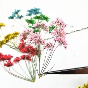 img 2 attached to 🌸 Natural Pressed Dried Flower Set - 6pcs for DIY Craft, Jewelry Making, Handmade Resin Ornament (Multi)