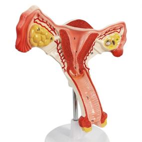 img 1 attached to Reproductive Anatomical Gynecology Communication Simulation