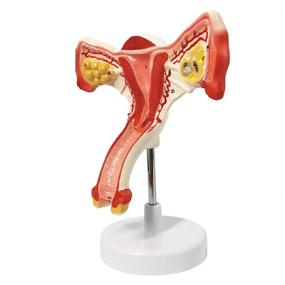 img 3 attached to Reproductive Anatomical Gynecology Communication Simulation