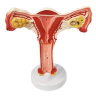 reproductive anatomical gynecology communication simulation logo