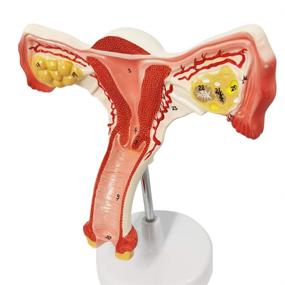 img 2 attached to Reproductive Anatomical Gynecology Communication Simulation