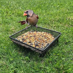 img 2 attached to 🦜 Durable and Compact Ground Bird Feeder Tray - Ideal for Ground-Feeding Birds | Platform Bird Feeder Dish with Dimensions 7 x 7 x 2 inches