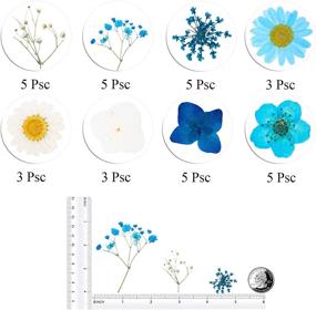img 3 attached to Nolliere 30 Pcs Real Dried Blue Flowers for Resin Jewelry Crafts, Scrapbooking, and DIY Candle Making – Natural Pressed Floral for Enhanced SEO