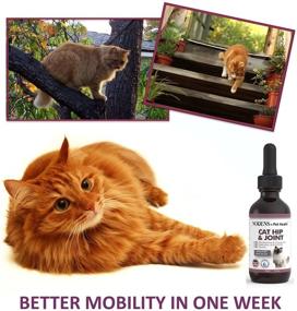 img 2 attached to NODENS CAT Hip and Joint Glucosamine with Chondroitin: Improved Flexibility, Pain Relief, and Arthritis Support for Cats