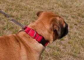 img 2 attached to Technika Quick Release Martingale Dog Collar by Canine Equipment