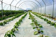 suncover greenhouse polyethylene plastic: highly resistant solution for enhanced durability logo