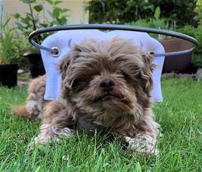 img 3 attached to Muffin’s Halo: The Ultimate Guide Device for Blind Dogs to Prevent Accidents & Boost Confidence – An Essential Accessory for Navigating Surroundings. Over 30,000 Blind Dogs Assisted!