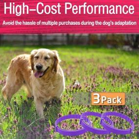 img 3 attached to 🐶 leQuiven Calming Collar for Dogs - Pack of 3, Long-lasting Anxiety Relief with Pheromones, Adjustable Waterproof Collars for Small, Medium & Large Breeds up to 24 Inches