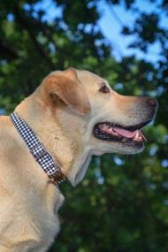 img 1 attached to ARING PET Adjustable Bowtie Dog Collar with Bow Tie for Small, Medium, and Large Dogs