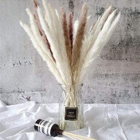 img 2 attached to 🌾 White Natural Dried Pampas Grass Bundles - 30 Pcs for Flower Arrangements and Home Decor - 45cm Length