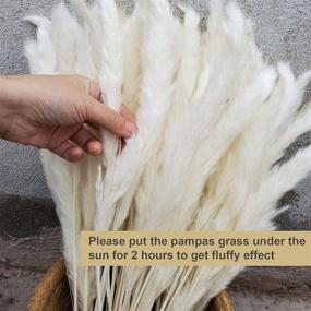 img 3 attached to 🌾 White Natural Dried Pampas Grass Bundles - 30 Pcs for Flower Arrangements and Home Decor - 45cm Length
