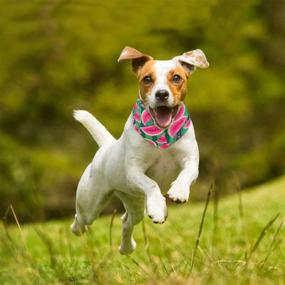 img 3 attached to CiyvoLyeen Watermelon Bandana Puppies Training