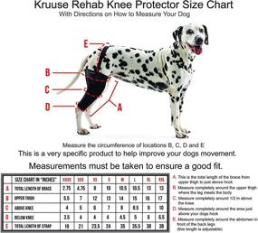 img 1 attached to 🐶 Enhance Your Dog's Mobility with Kruuse Rehab Knee Protector