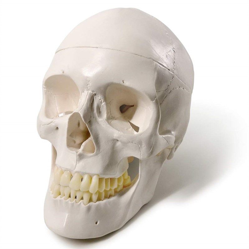 evotech scientific anatomical medical quality 로고