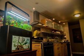 img 2 attached to 🌱 AquaSprouts Garden: Transform Your 10 Gallon Aquarium with a Self-Sustaining Desktop Aquaponics Ecosystem