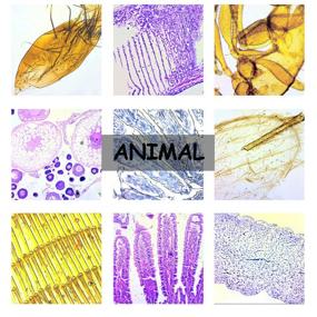 img 3 attached to 🔬 Learning with Prepared Specimens through a Microscope