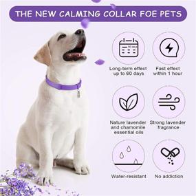 img 1 attached to 🐶 Weewooday 3 Pieces Dog Collar with Pet ID Pendant and Tube ID Tag - Purple, Fits Most Dogs Up to 24.5 Inch