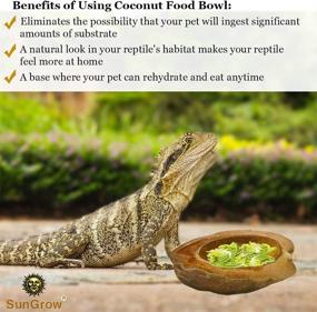 img 2 attached to SunGrow Reptile Food Bowl, 4.5 x 5.5 Inches, Half Coconut Shell with Husk, Tank Décor and Humidifier for Bearded Dragons, Tortoises, Snakes, and Bullfrogs - Enhances SEO