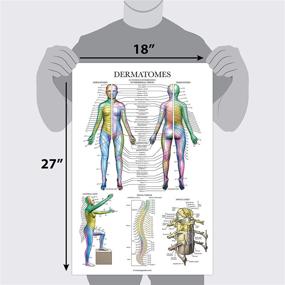 img 3 attached to Dermatomes Nervous System Anatomical Chart