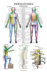 img 4 attached to Dermatomes Nervous System Anatomical Chart