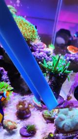 img 1 attached to 🐠 Coral Feeder & Aquatic Plant Tweezers - Premium Quality Aquascaping Tools for Your Aquarium