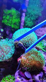 img 2 attached to 🐠 Coral Feeder & Aquatic Plant Tweezers - Premium Quality Aquascaping Tools for Your Aquarium