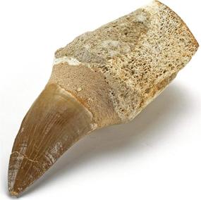 img 4 attached to 🦖 KALIFANO Genuine Fossilized Prehistoric Mosasaur Tooth from Morocco - Mosasaurus Teeth for Fossil Collections and Educational Purposes (Includes Information Card)
