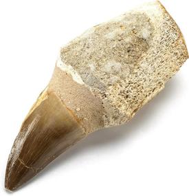 img 2 attached to 🦖 KALIFANO Genuine Fossilized Prehistoric Mosasaur Tooth from Morocco - Mosasaurus Teeth for Fossil Collections and Educational Purposes (Includes Information Card)