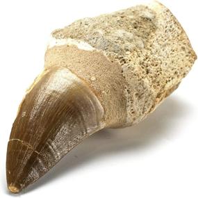img 3 attached to 🦖 KALIFANO Genuine Fossilized Prehistoric Mosasaur Tooth from Morocco - Mosasaurus Teeth for Fossil Collections and Educational Purposes (Includes Information Card)