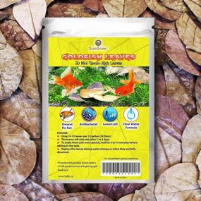 img 3 attached to SunGrow Mini Goldfish Indian Almond Leaves: Enhance Fish Health, Breeding & Tea Water Environment - 2 inch, 50 Pack